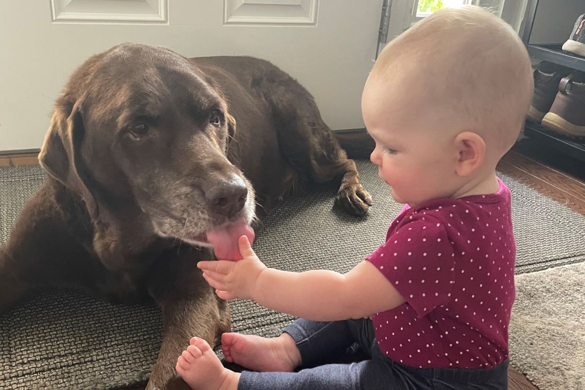 Bringing a New Puppy into Your Home with Kids: A Guide