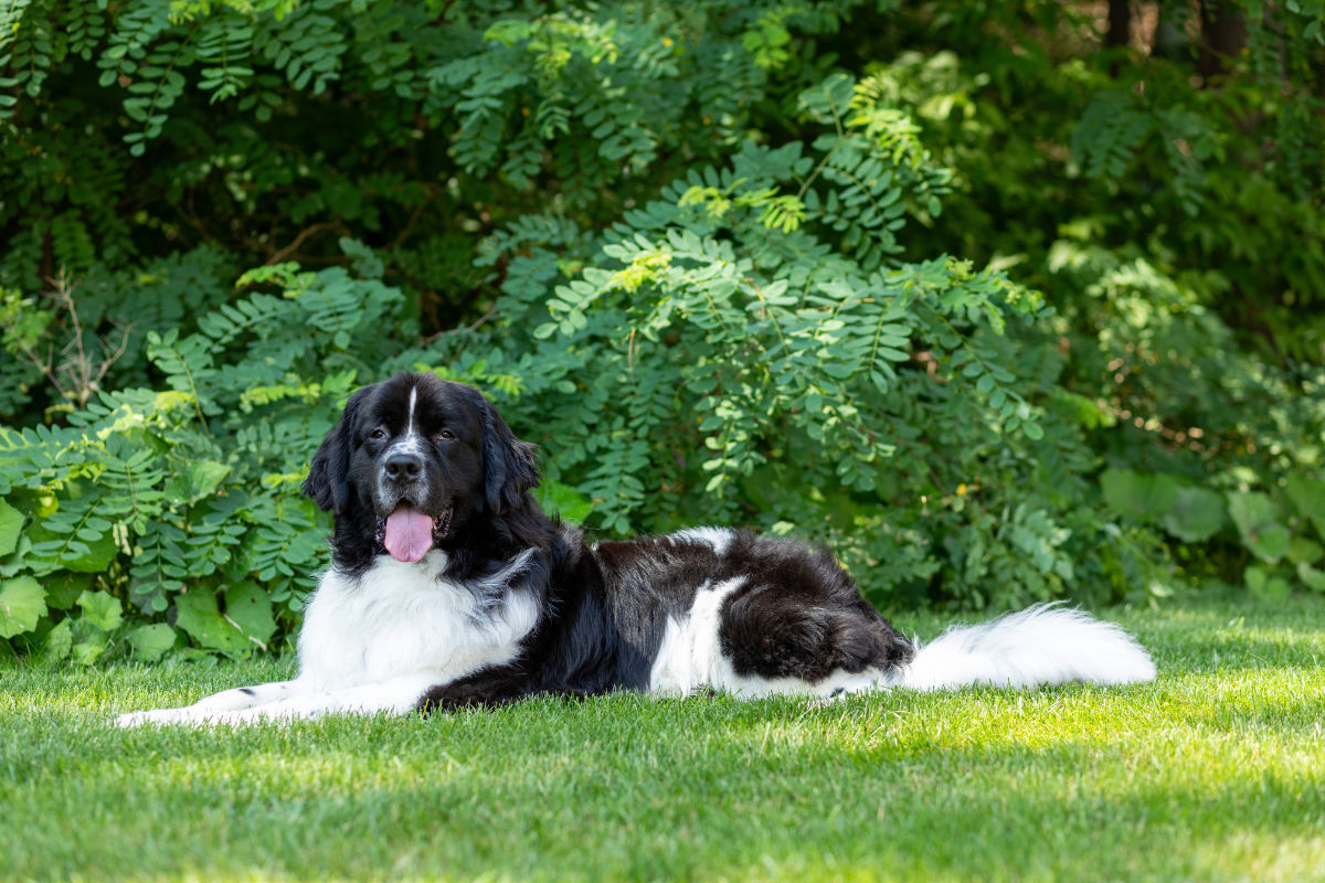 Beat The Heat: Top Tips for Keeping Your Dog Cool This Summer