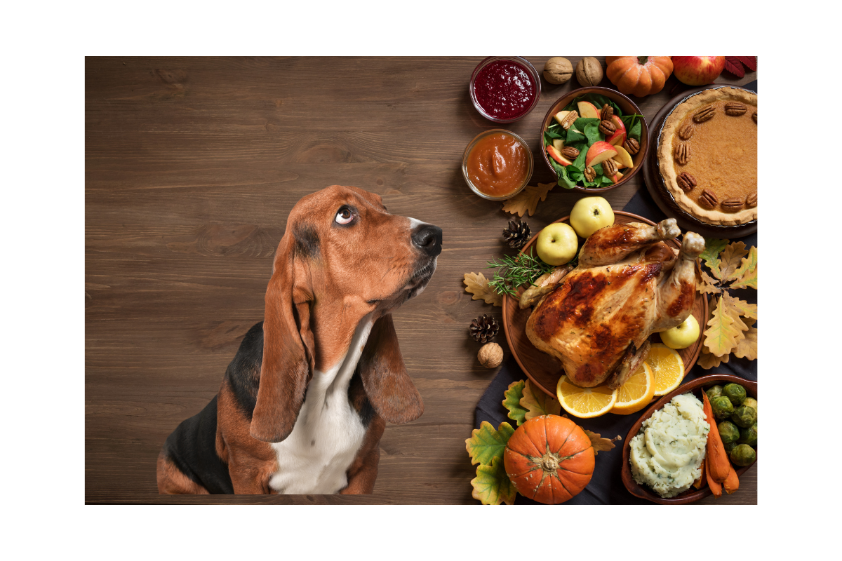 Thanksgiving Feast for Fido: What’s Safe to Share and What to Skip