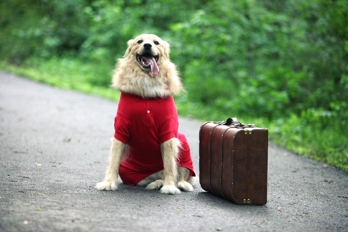 Traveling with Your Dog: Tips for a Smooth Journey