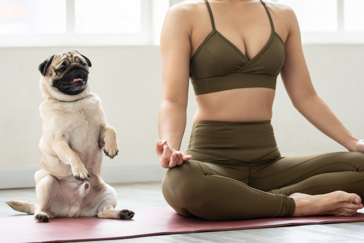 Dog Yoga: Paws and Pose with Your Pup