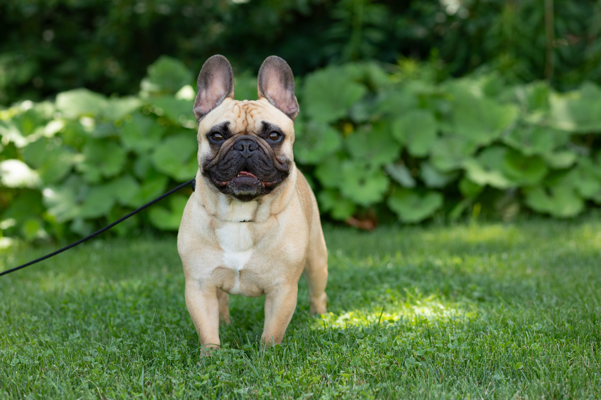 Beat the Heat: Tips to Keep Your Dog Cool This Summer