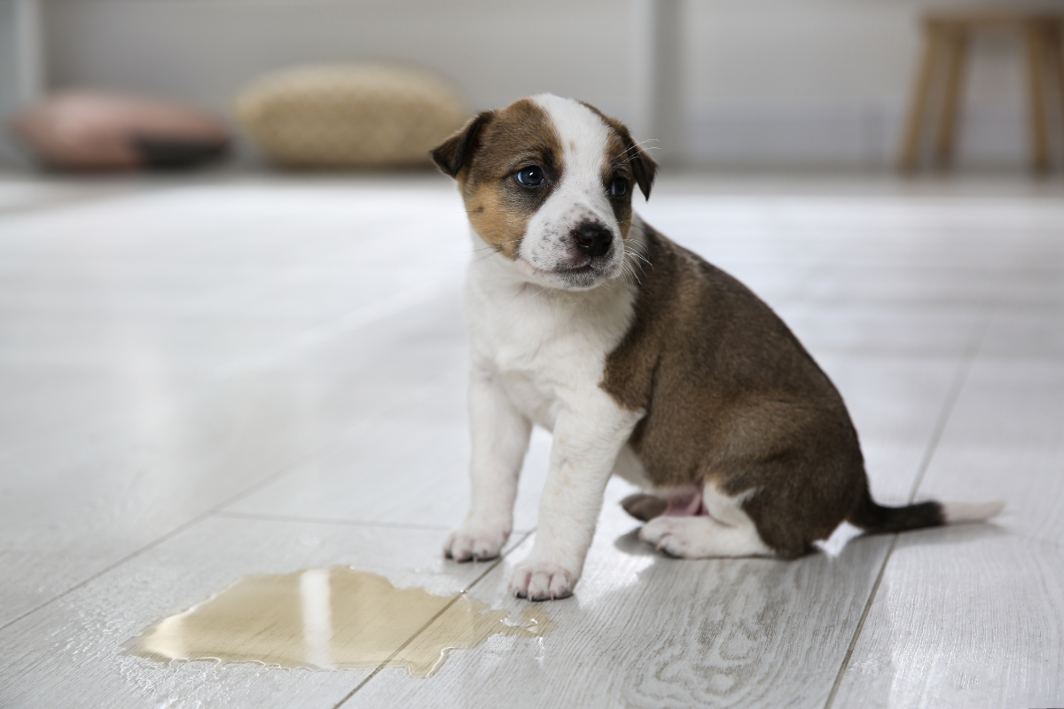 Puppy Potty Training Tips