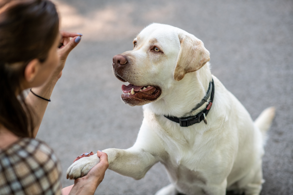 Positive Reinforcement: The Power of Reward Training with Dogs