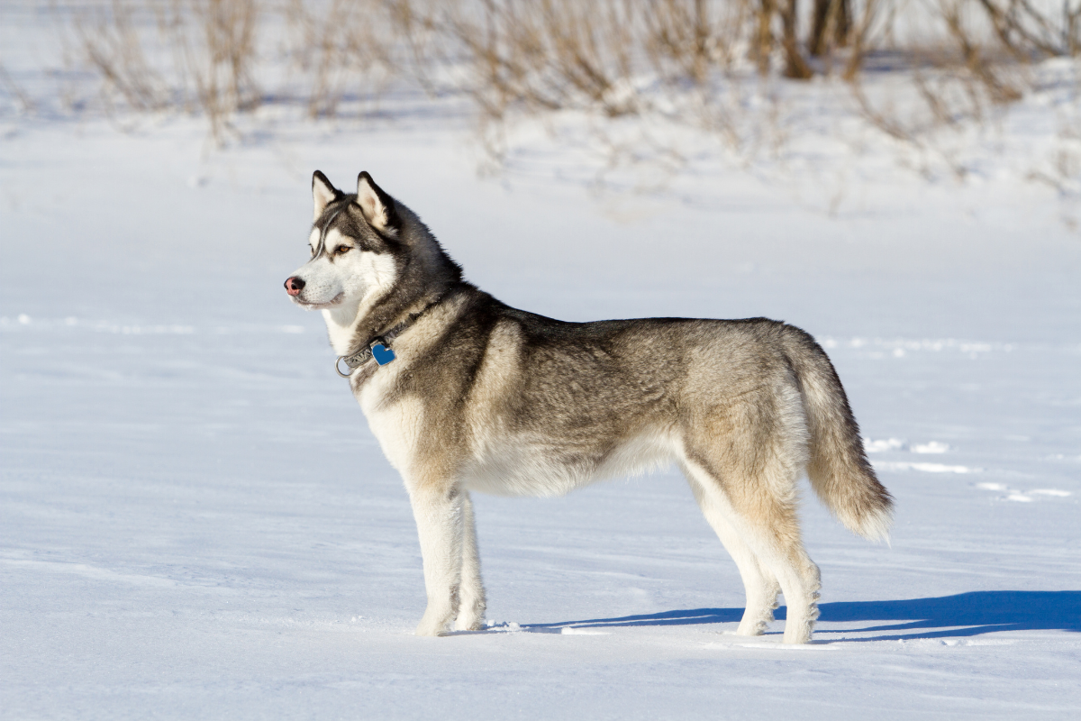 From Wolves to Best Friends: The Origins of Domestic Dogs