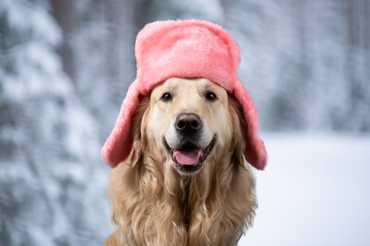 Winter Dog Care: Keeping Your Pup Cozy and Safe