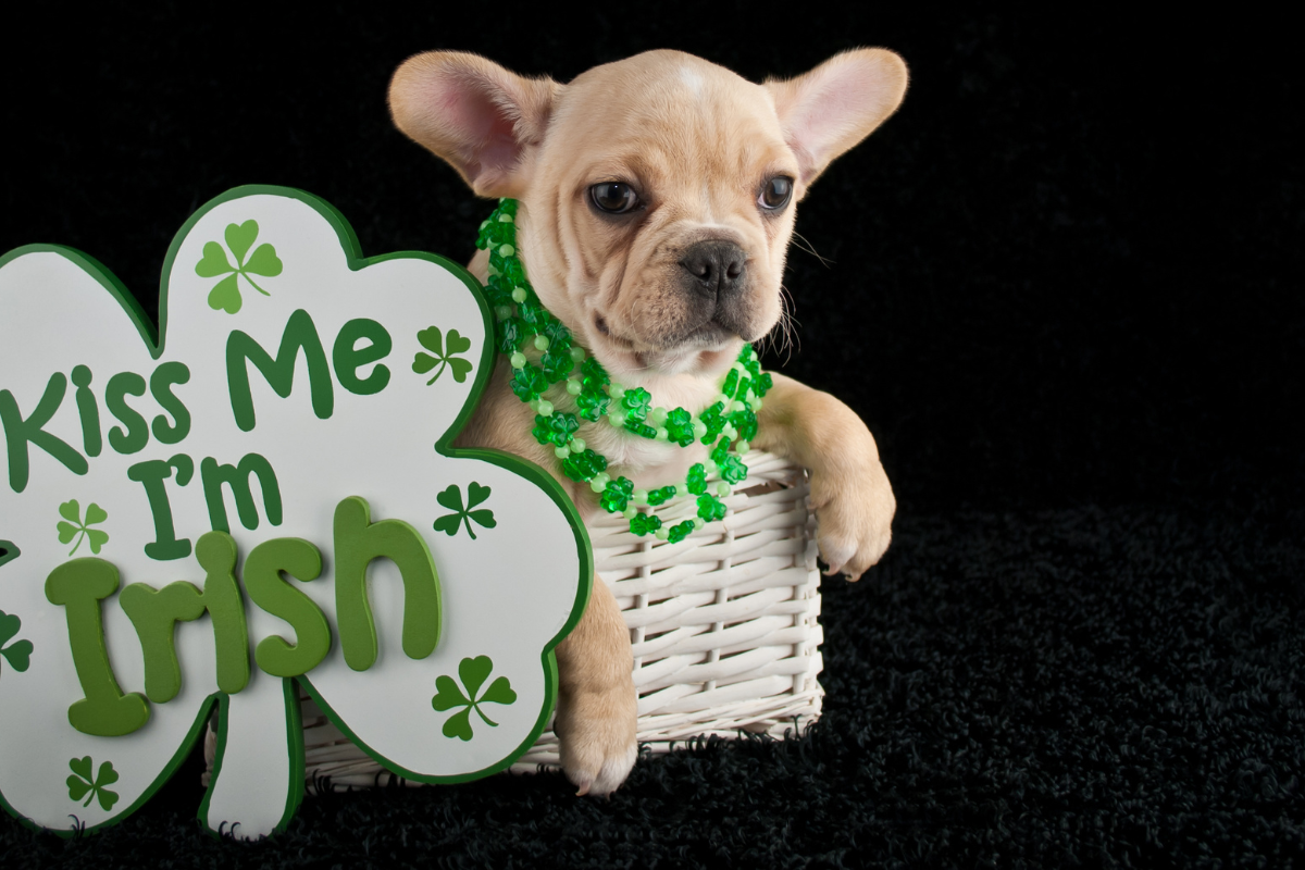 🍀 How to Celebrate St. Patrick’s Day With Your Dog: Fun & Safety Tips!