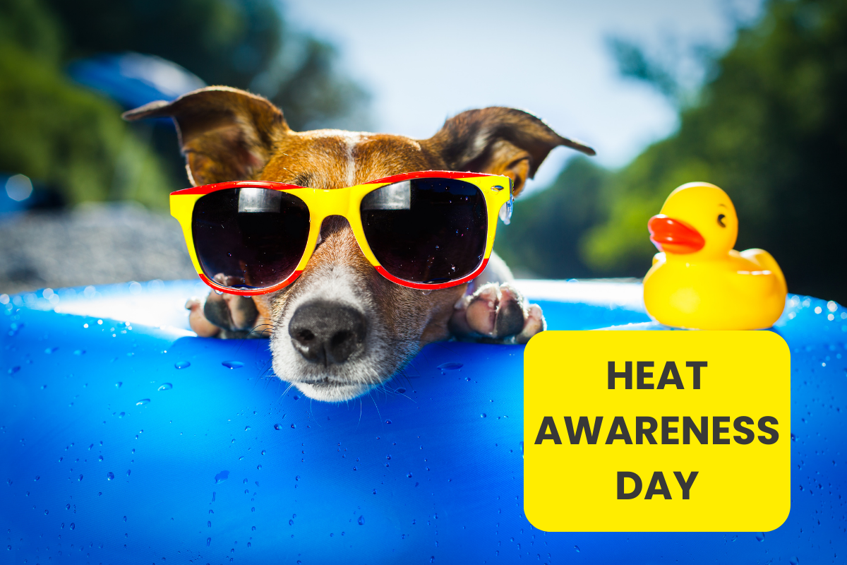 ☀️ Hot Dog! Keep Your Pup Safe This National Heat Awareness Day