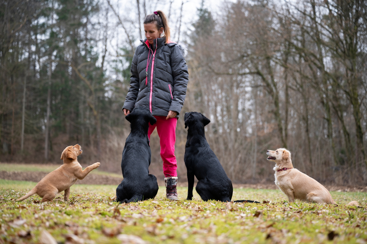 How to Choose the Right Dog Trainer for Your Pup