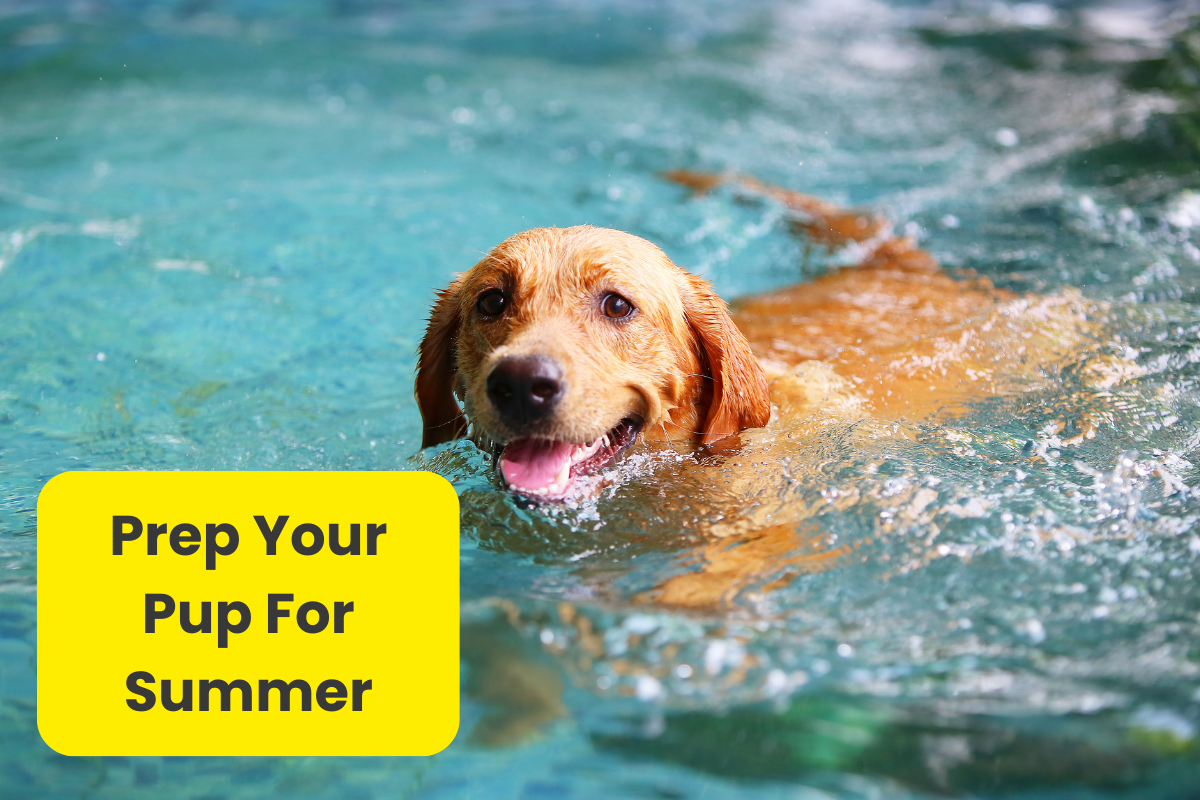 ☀️ Hot Dog Days Ahead: How to Prep Your Pup for Summer Adventures