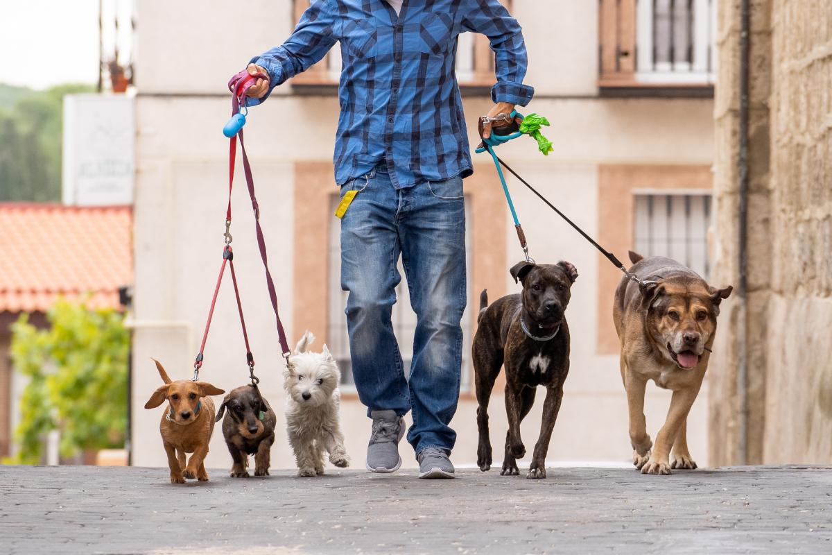 10 Essential Questions to Ask Before Hiring a Dog Walker