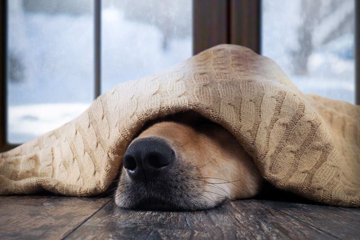 How to Keep Your Dog Warm in Winter: 5 Top Tips