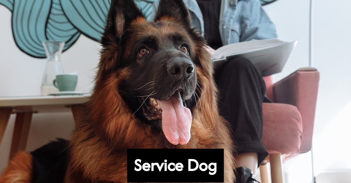 Service dog receiving training outside