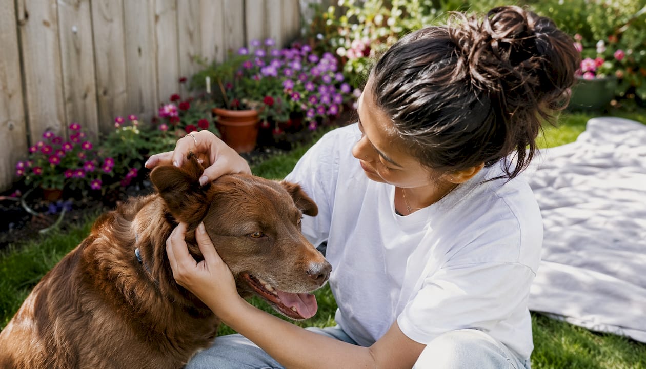 Owner checking dog for overexertion signs outdoors