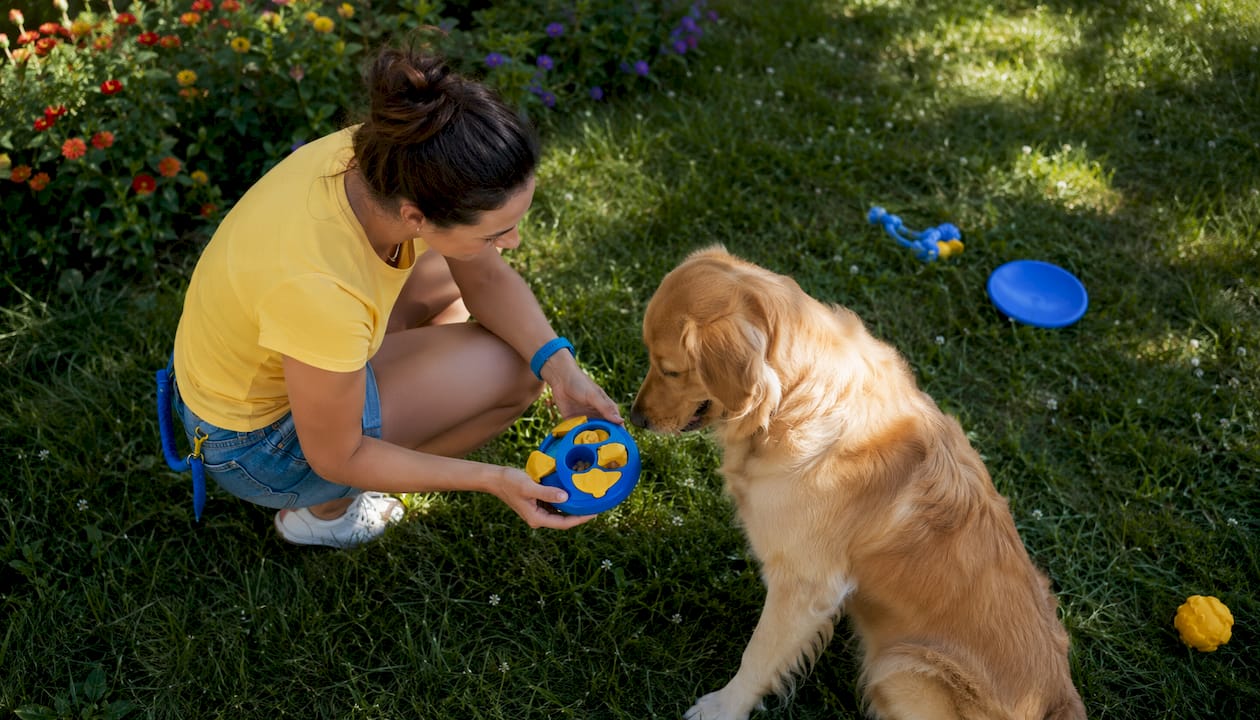 Handler demonstrating interactive dog toy to golden retriever
