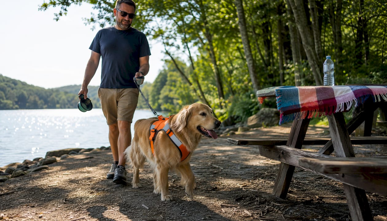Dog wearing safety harness with owner on walk
