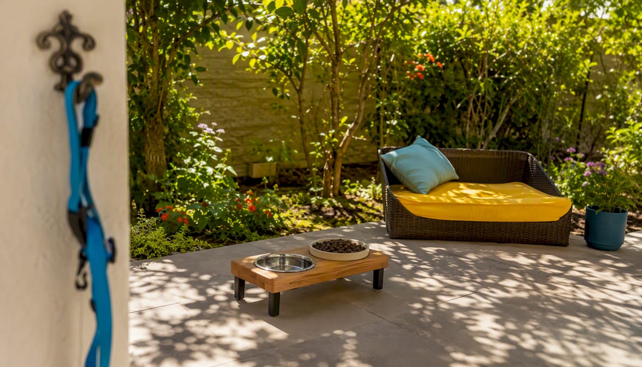 Adaptive pet care setup with elevated feeder and hands-free leash