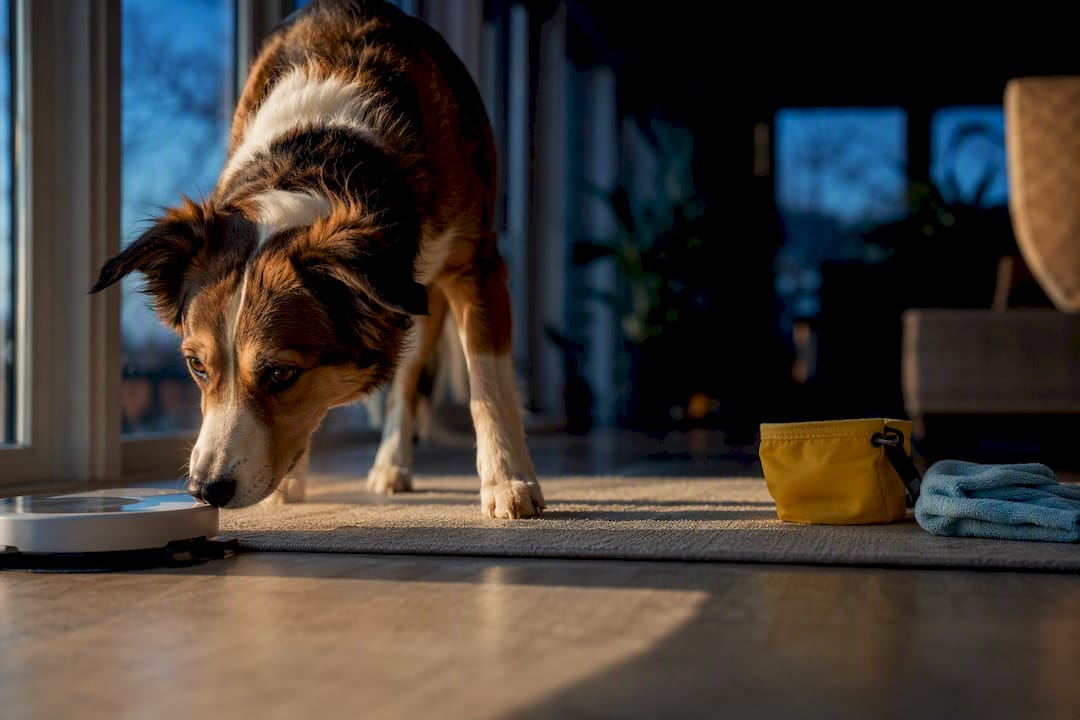 Dog learning to press communication button