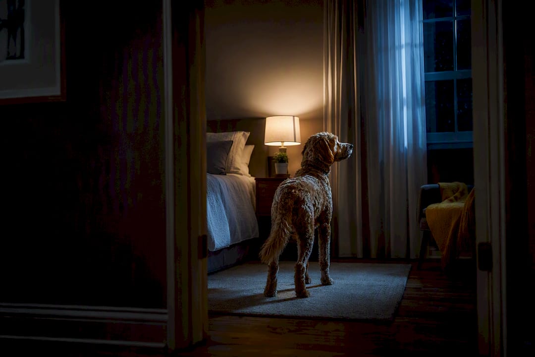 Alert dog listening at night