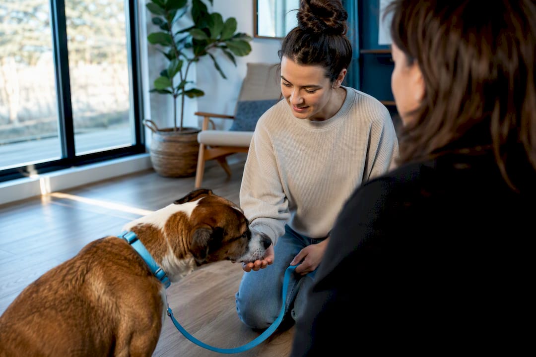 Rescue dog meeting potential adopter