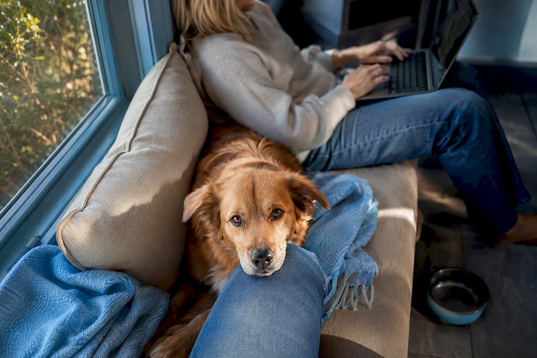 Dog and owner share a quiet reset