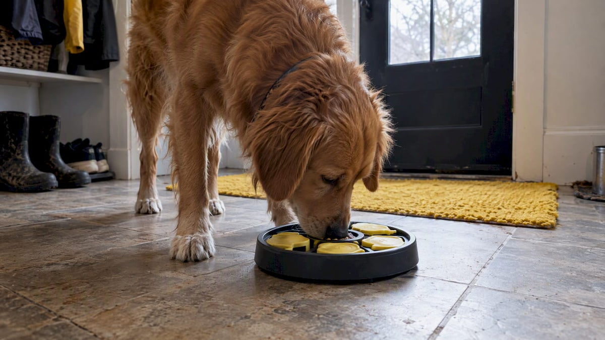 Dog independently engaging with a puzzle feeder