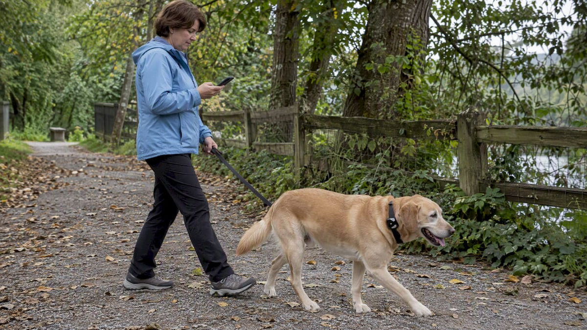 Handler checks an alert while dog walks