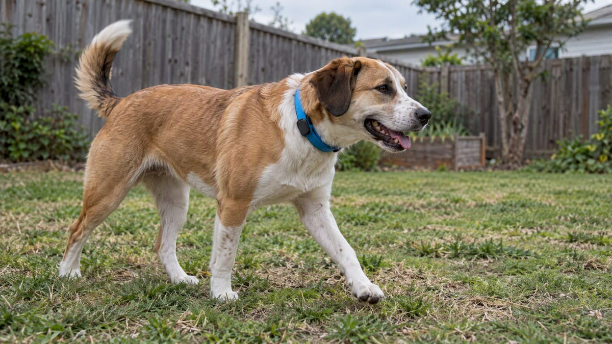 Dog wearing a blue smart collar outdoors