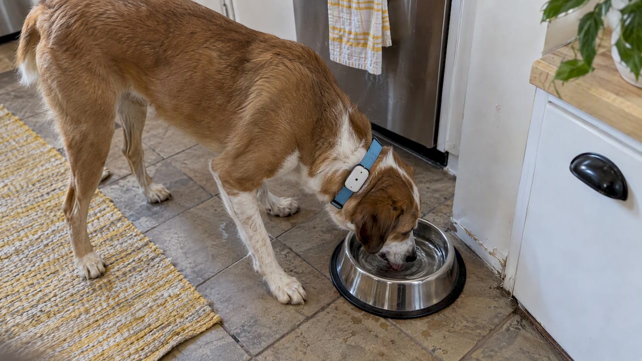 Dog drinking with a collar sensor visible