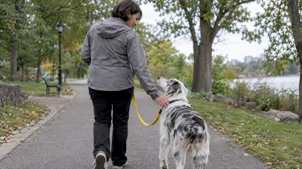 Owner gives dog a gentle shoulder cue