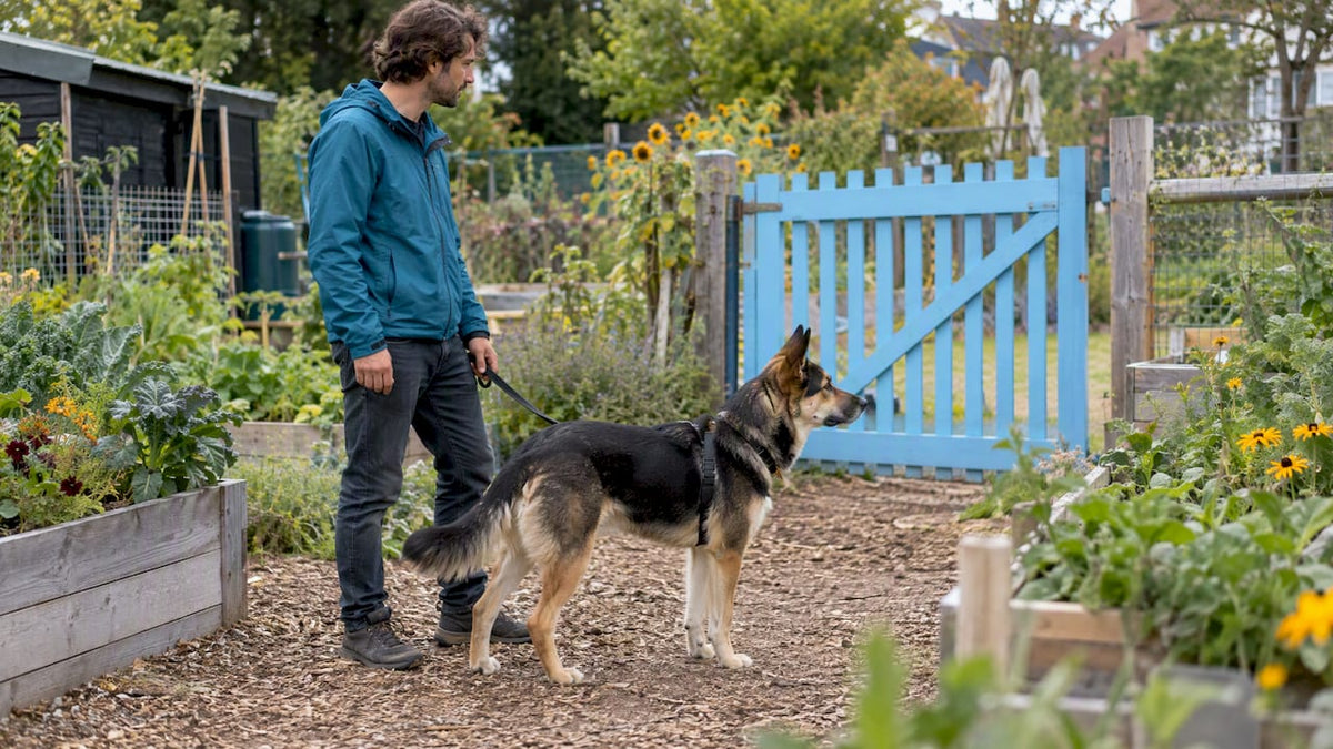 Handler observing a dog’s alert posture