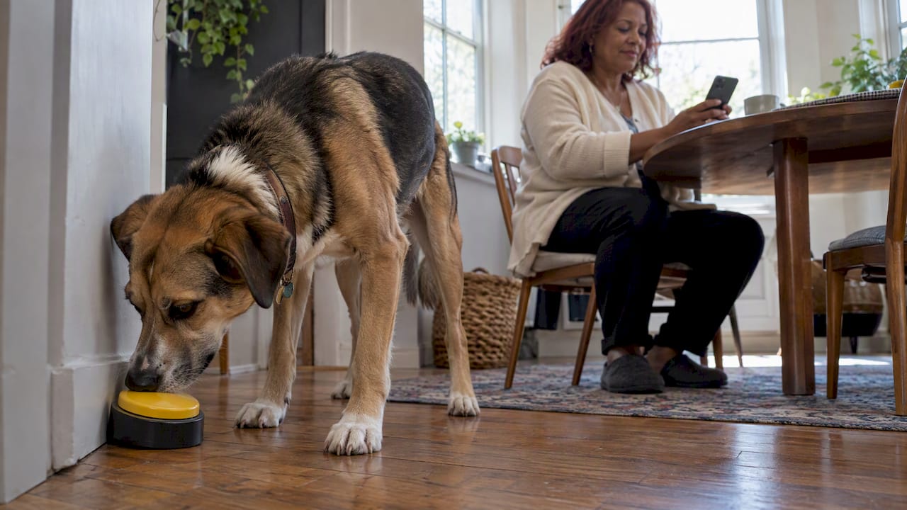 Dog activates alert as owner checks phone