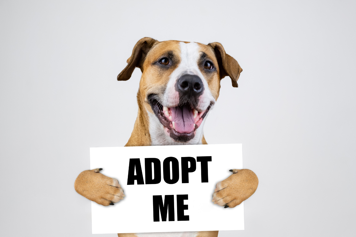 Celebrate "Adopt a Dog" Month—Change a Life, Enrich Your Own