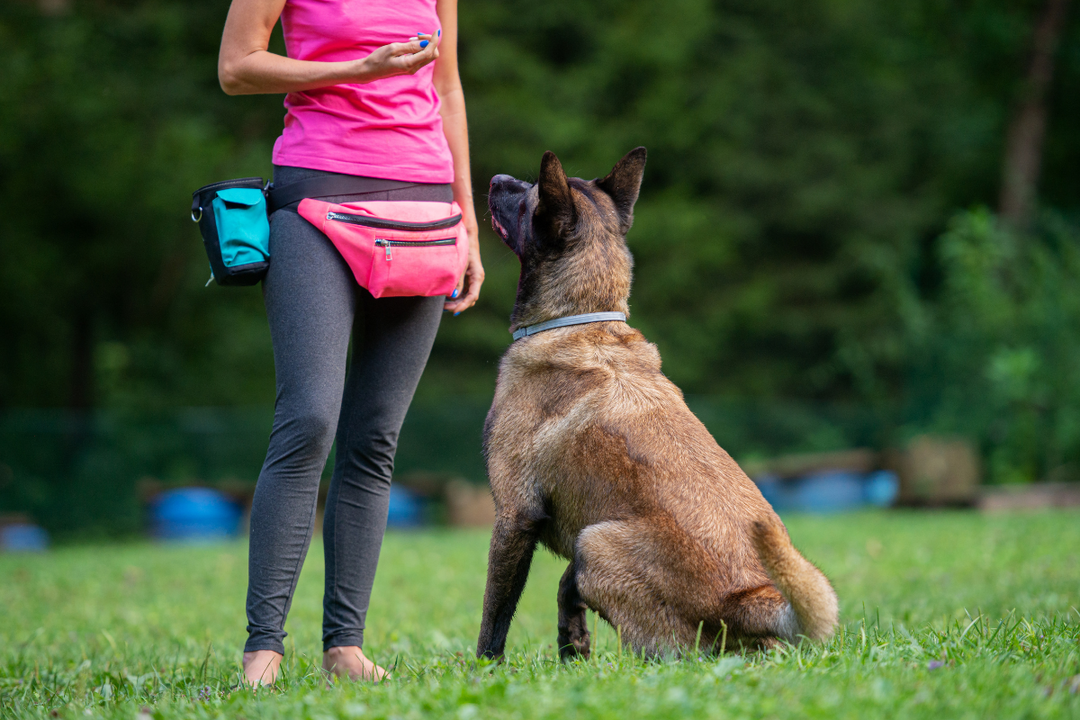 Classical vs. Operant Conditioning in Dog Training: Which is Best ...