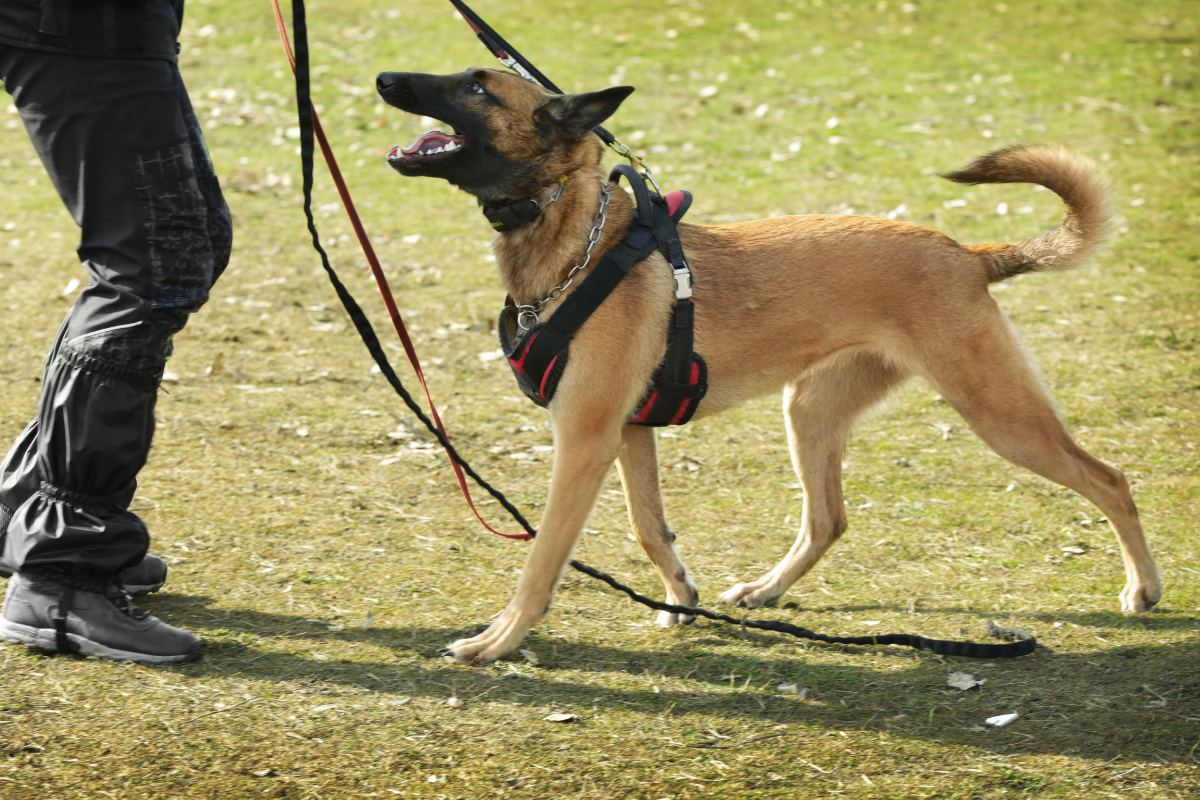 Dogs Correcting The Art of Correction: How to Balance Guidance and Boundaries in Dog T ...