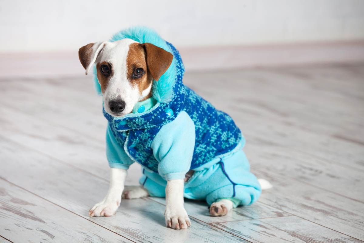 Winter Safety for Your Dog: Tips to Keep Your Furry Friend Safe and Warm