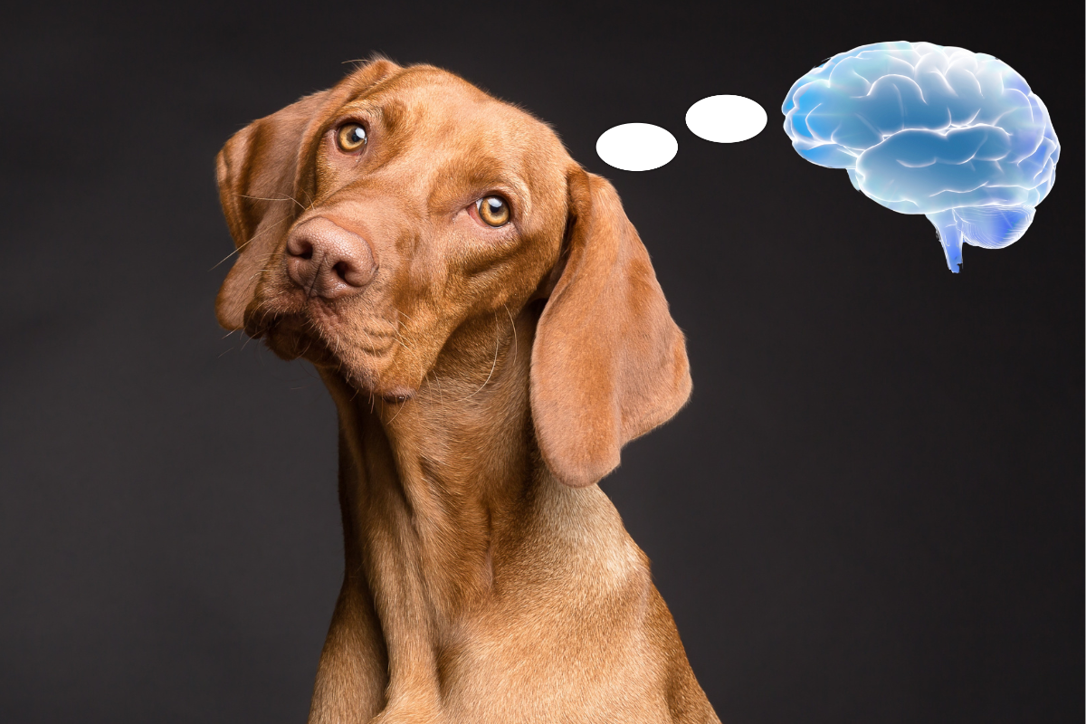 Test Memory Dog Dog Memory: Unveiling the Secrets of Canine Recall – iPupPee