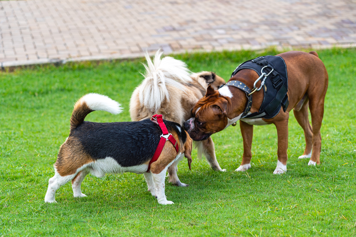 50! The Best Dog Park in Every State