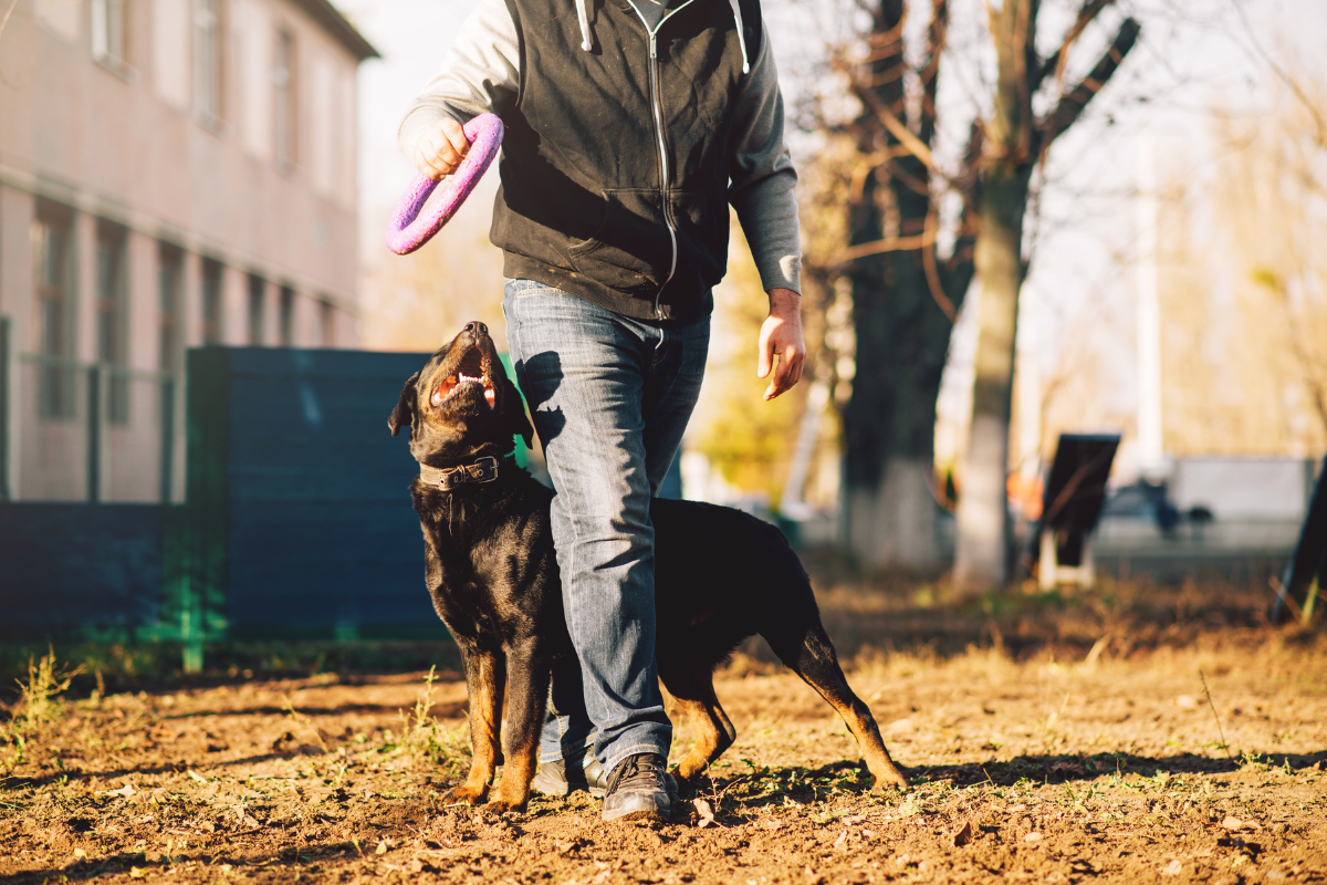 Love & Affection vs. Correction: Finding the Balance in Dog Training