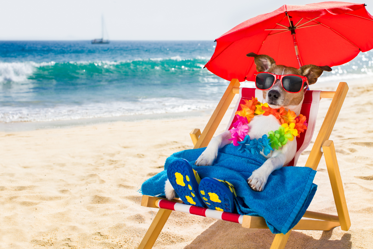 Splash into Fun: Top 10 Dog Beaches in the USA