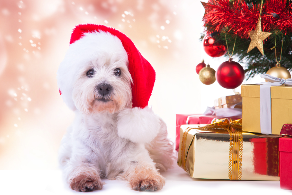 Do Dogs Know It's Christmas? Making the Holidays Merry for Your Pup