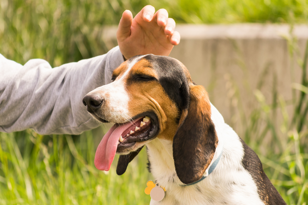 Rewarded Dog Treat Time! The Ultimate Guide to Rewarding Your Dog – iPupPee