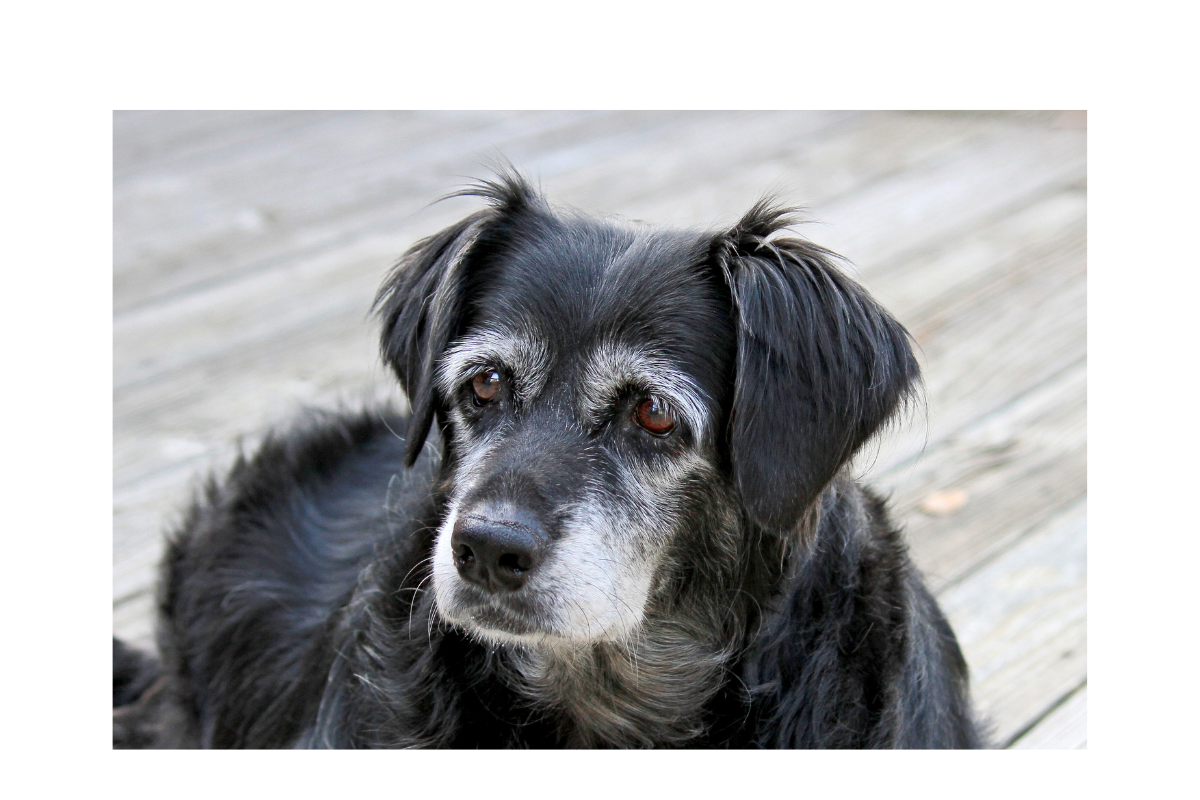 Why Senior Dogs Deserve a Second Chance – Benefits of Adopting an Older Pet