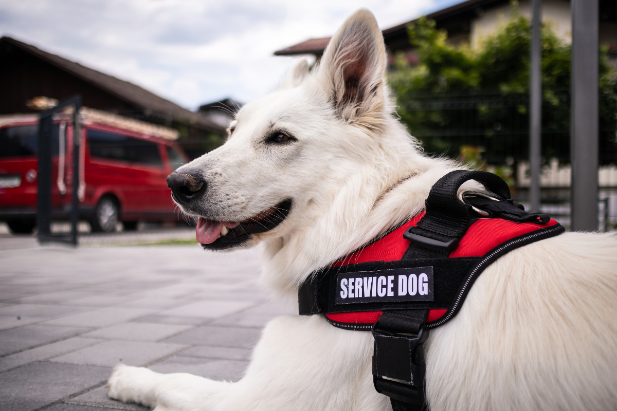 Training Your Service Dog: A Comprehensive Guide