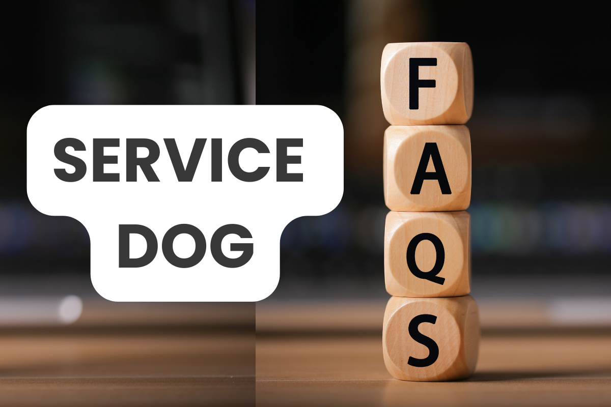 Service Dog FAQs: Everything You Need to Know