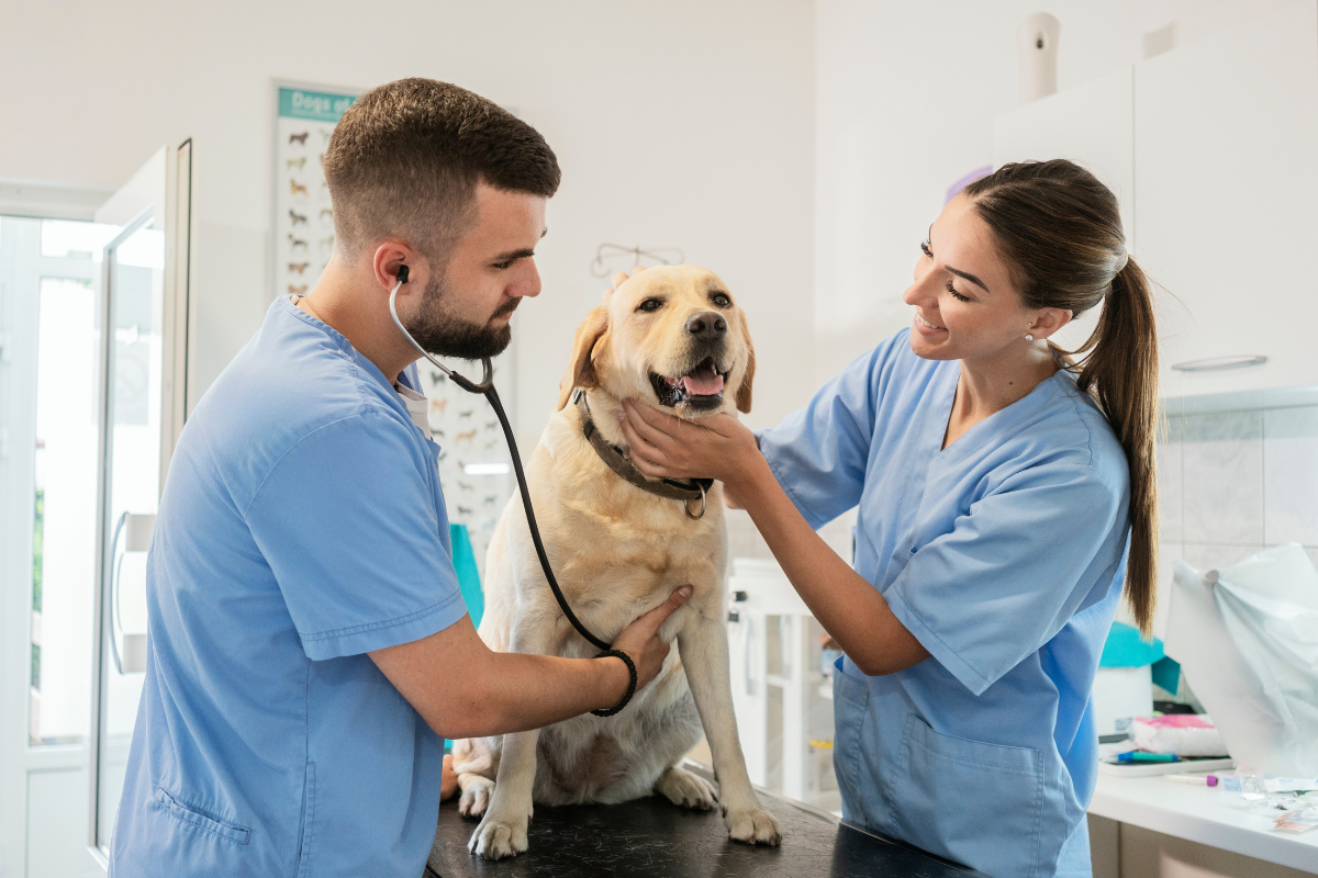 Top Veterinary Care: Celebrating World Veterinary Day (April 26th)