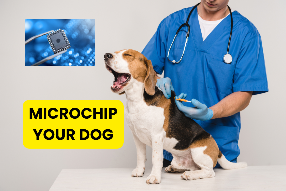 🐾 Microchip Magic: Why Chipping Your Pet Could Save Their Life