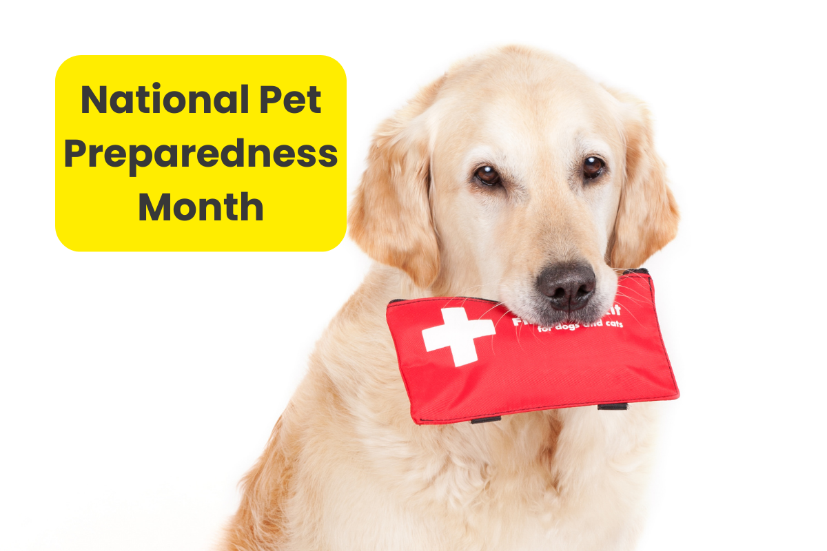 🧳 Paws & Preparedness: Is Your Dog Ready for an Emergency?