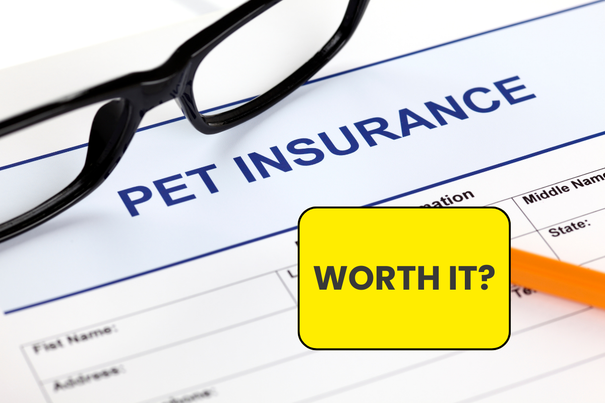 🐾 Fetch Peace of Mind: Is Pet Insurance Worth It?