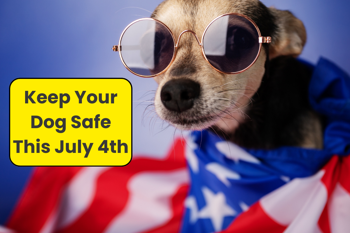 🎆 Red, White & Woof: Keeping Your Dog Safe This July 4th
